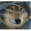 Winter Wolf Stare