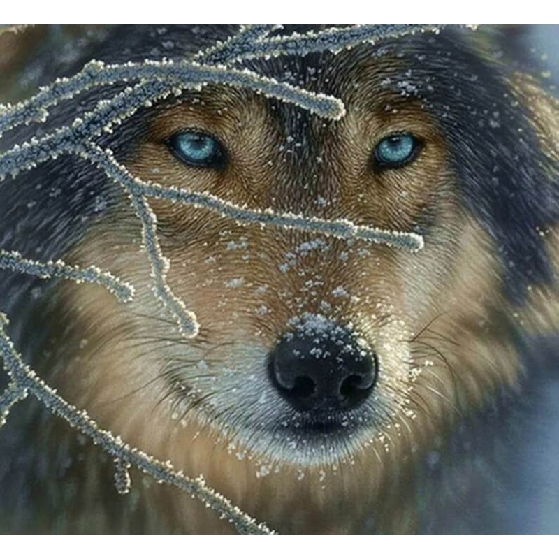 Winter Wolf Stare